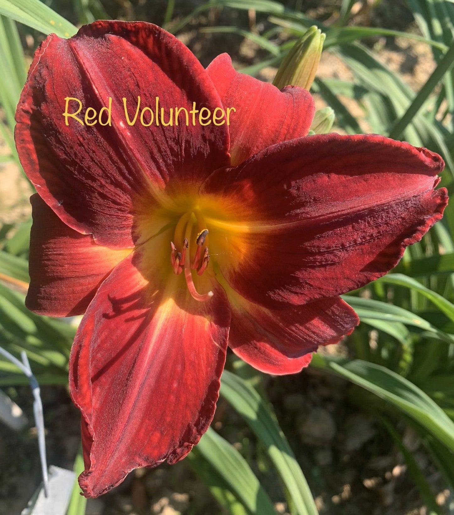 Red Volunteer
