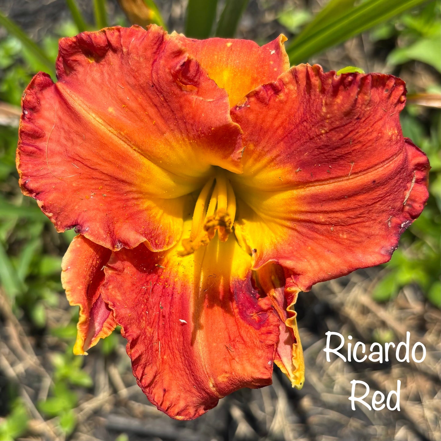 Ricardo Red