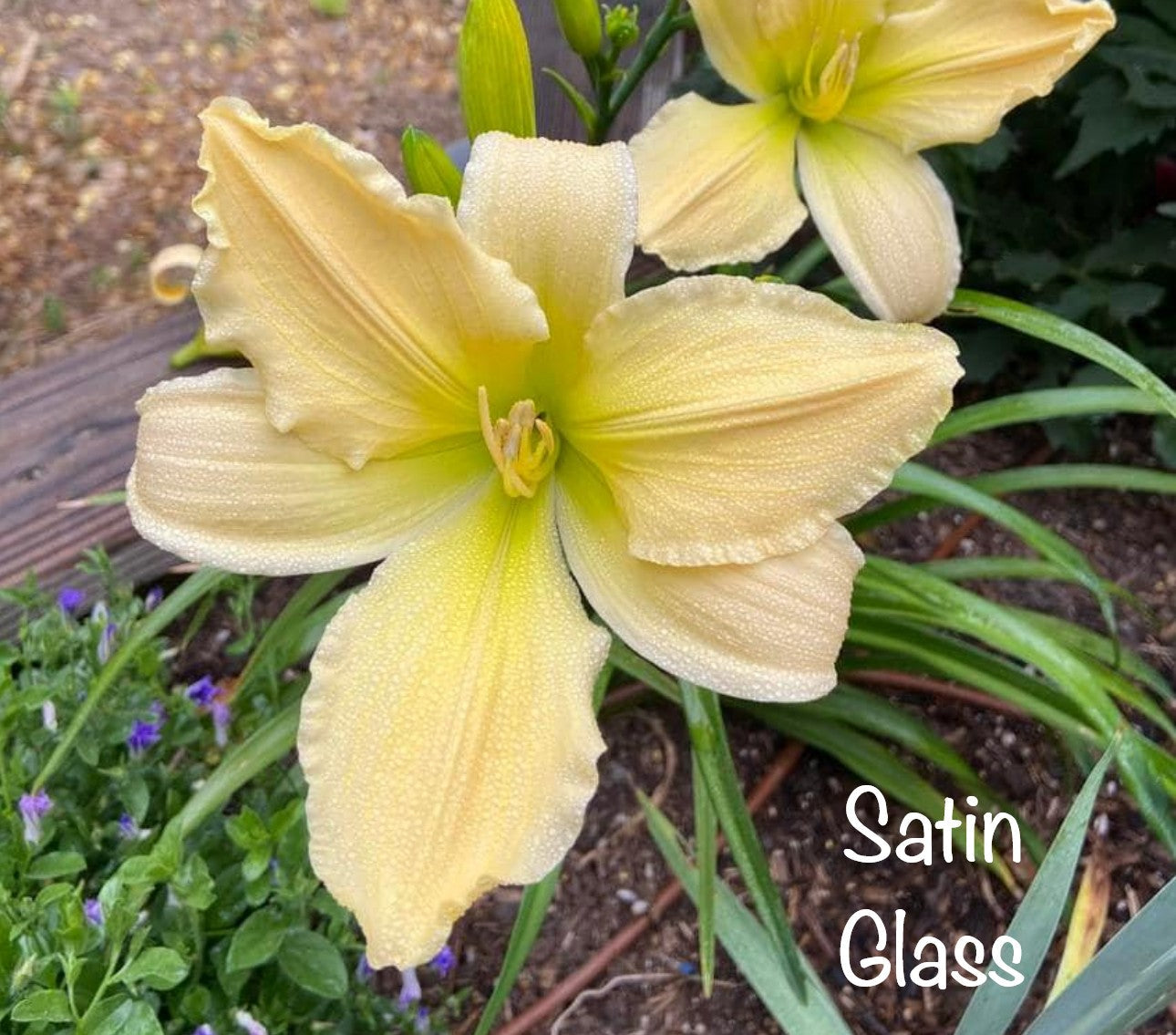 Satin Glass