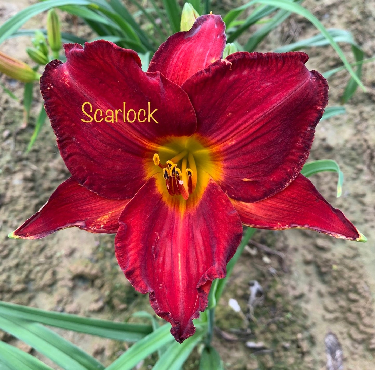 Scarlock