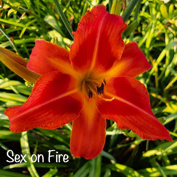 Sex on Fire