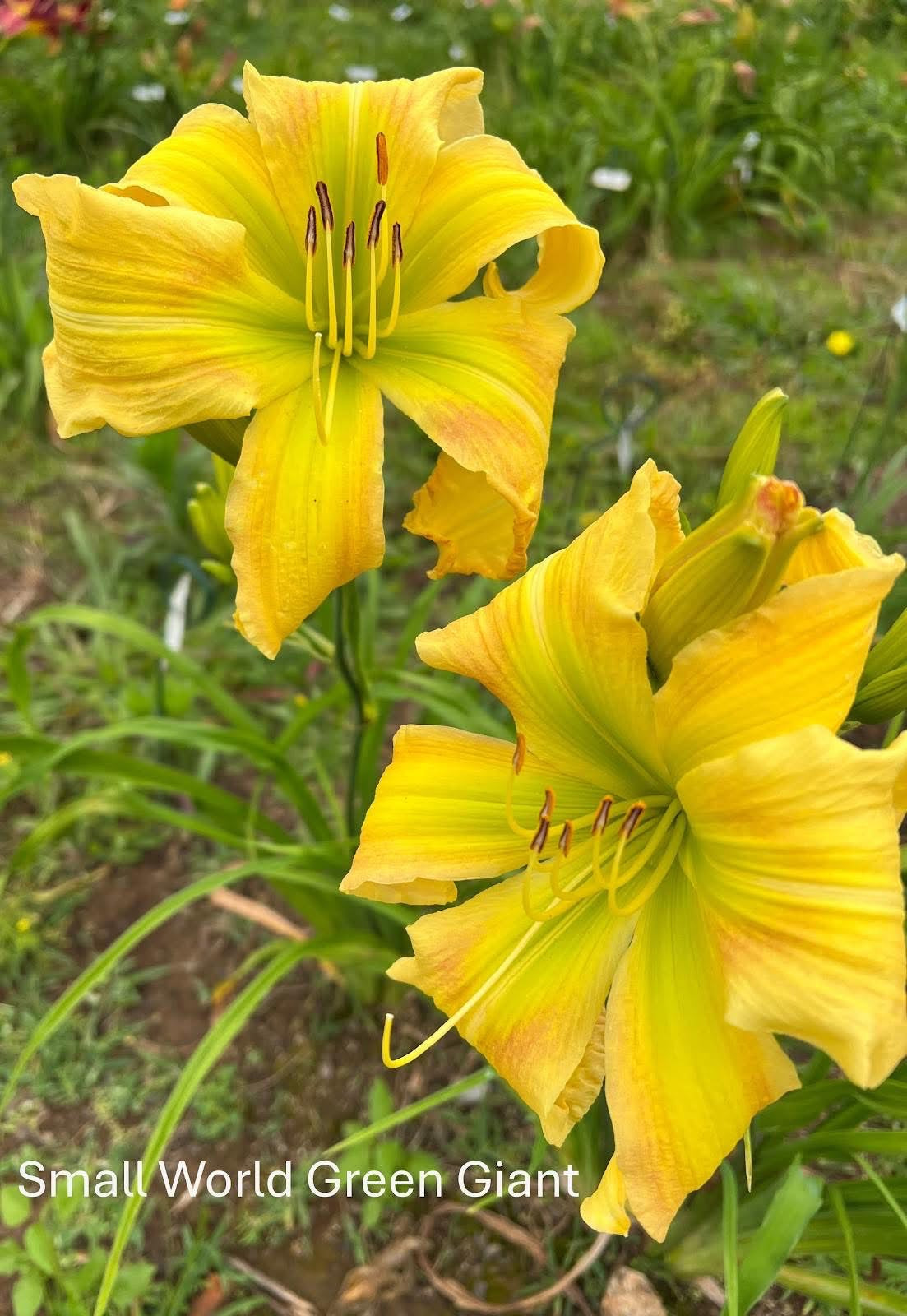 Small World Green Giant