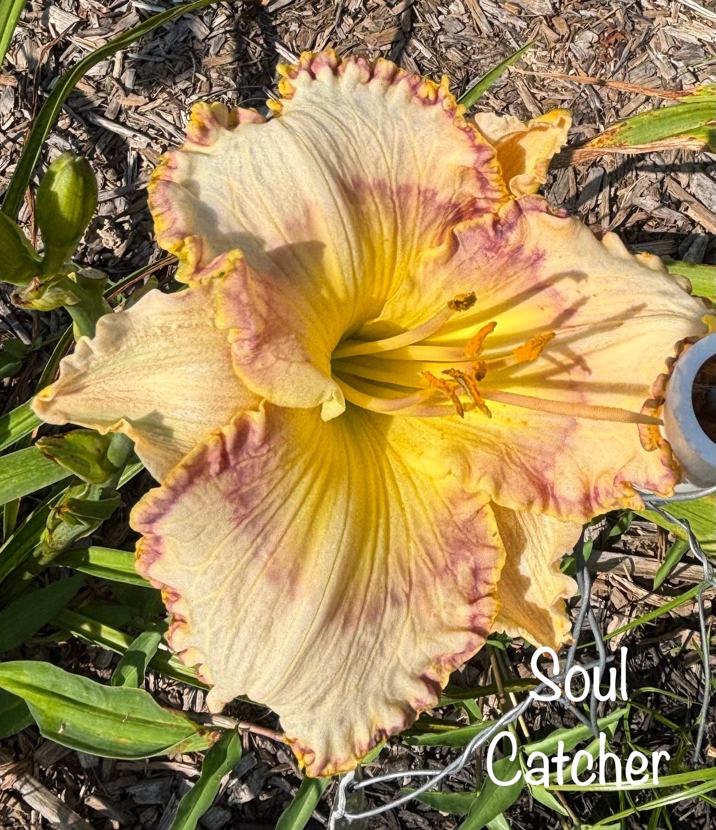 Soul Catcher