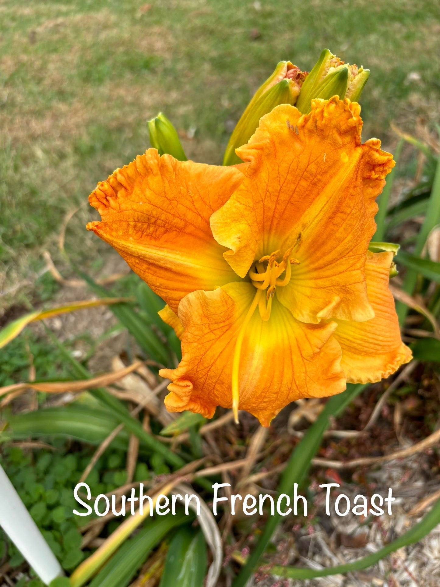 Southern French Toast