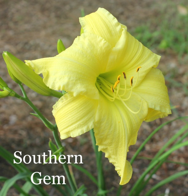 Southern Gem