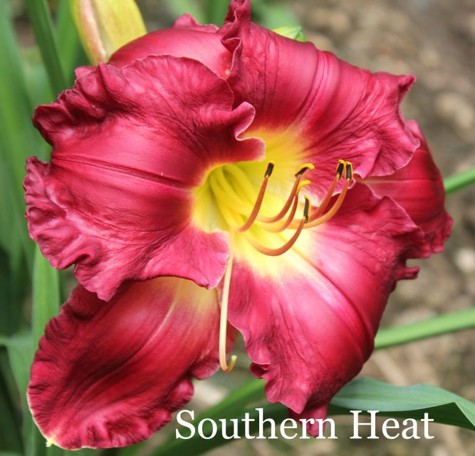 Southern Heat