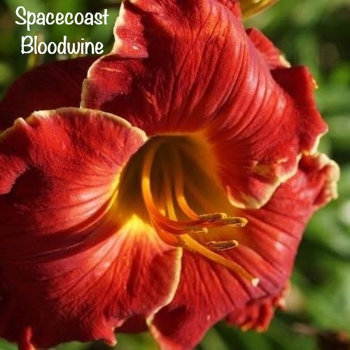 Spacecoast Bloodwine