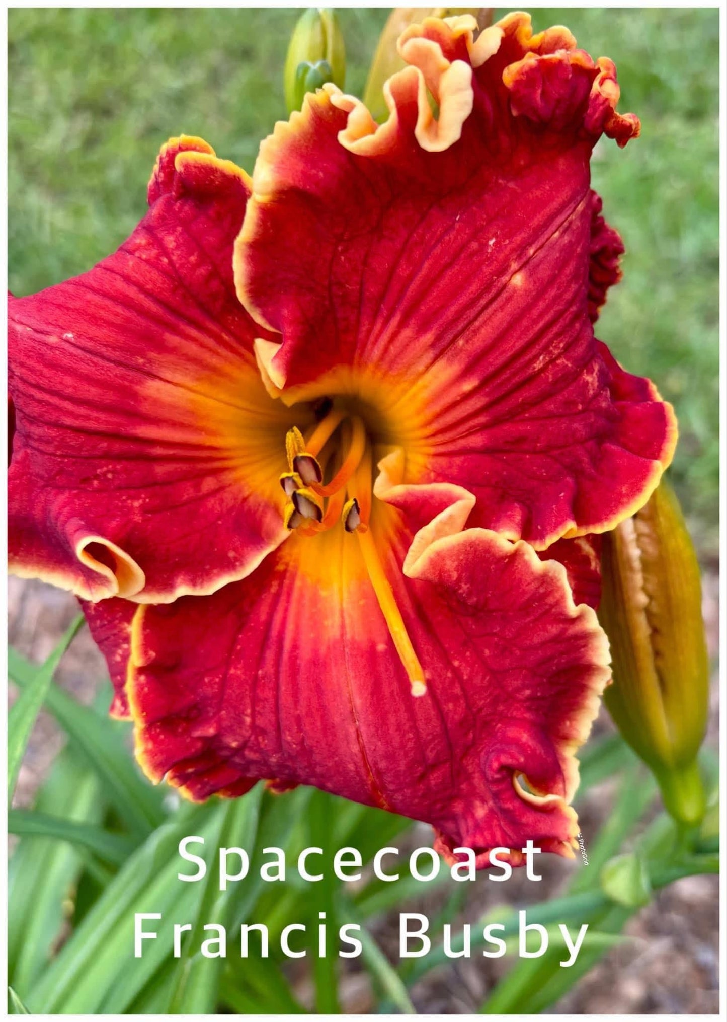 Spacecoast Francis Busby