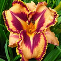 Spacecoast Gone Bulldoggin