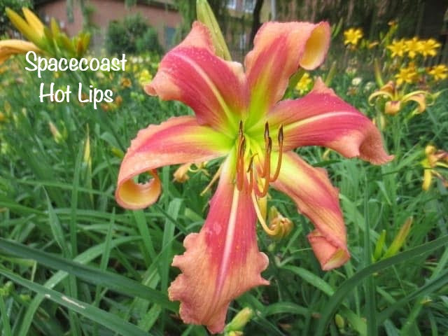 Spacecoast Hot Lips