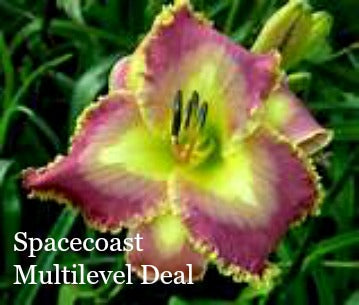 Spacecoast Multilevel Deal