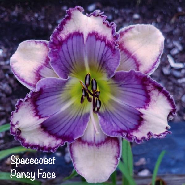 Spacecoast Pansy Face