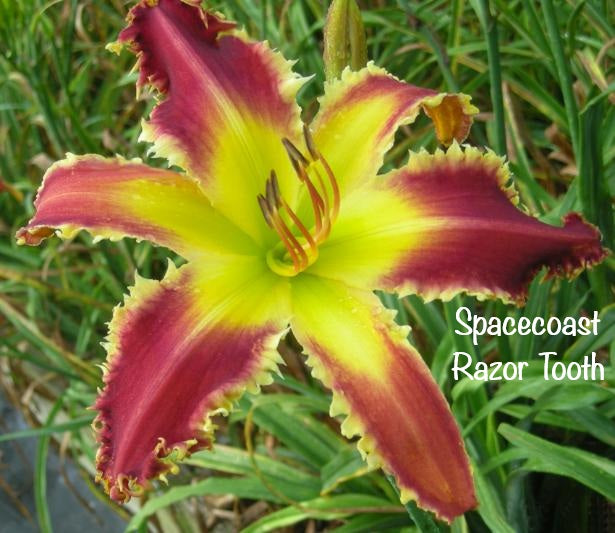 Spacecoast Razor Tooth