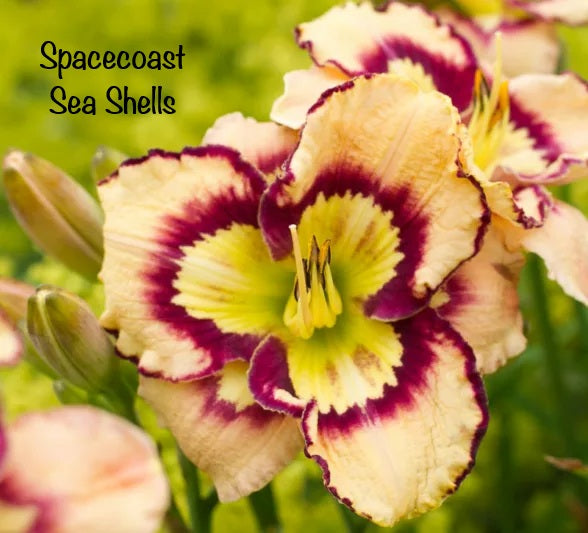 Spacecoast Sea Shells