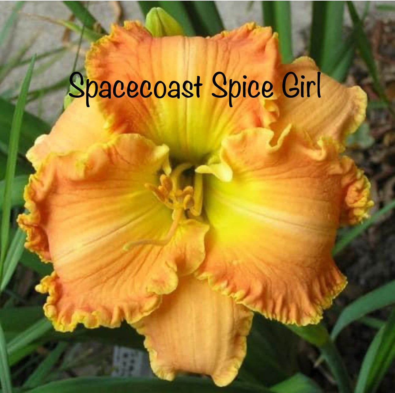 Spacecoast Spice Girl