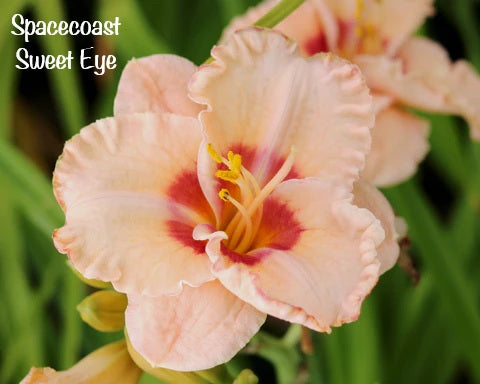 Spacecoast Sweet Eye