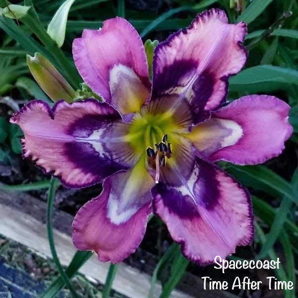 Spacecoast Time After Time