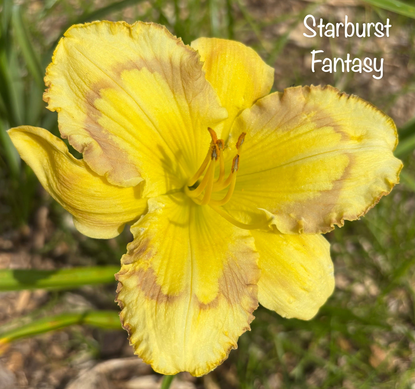Starburst Fantasy
