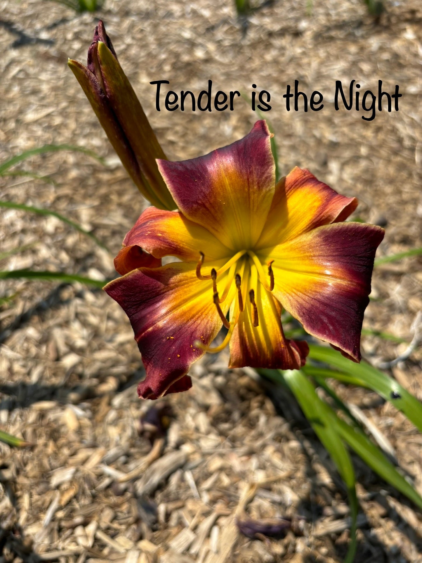 Tender is the Night