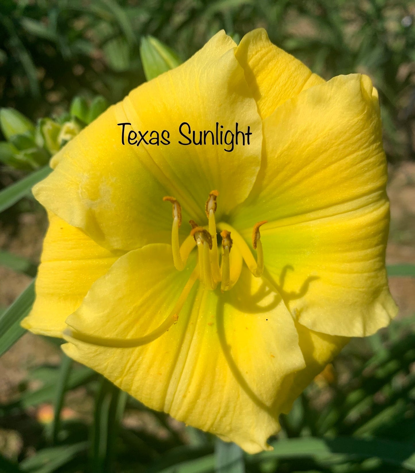 Texas Sunlight