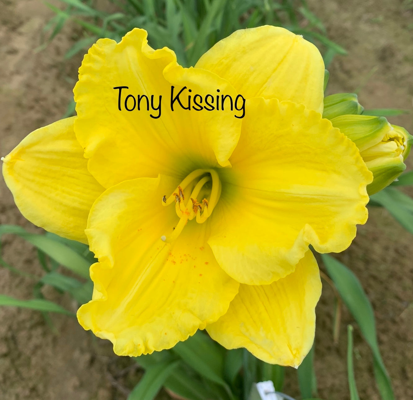 Tony Kissing