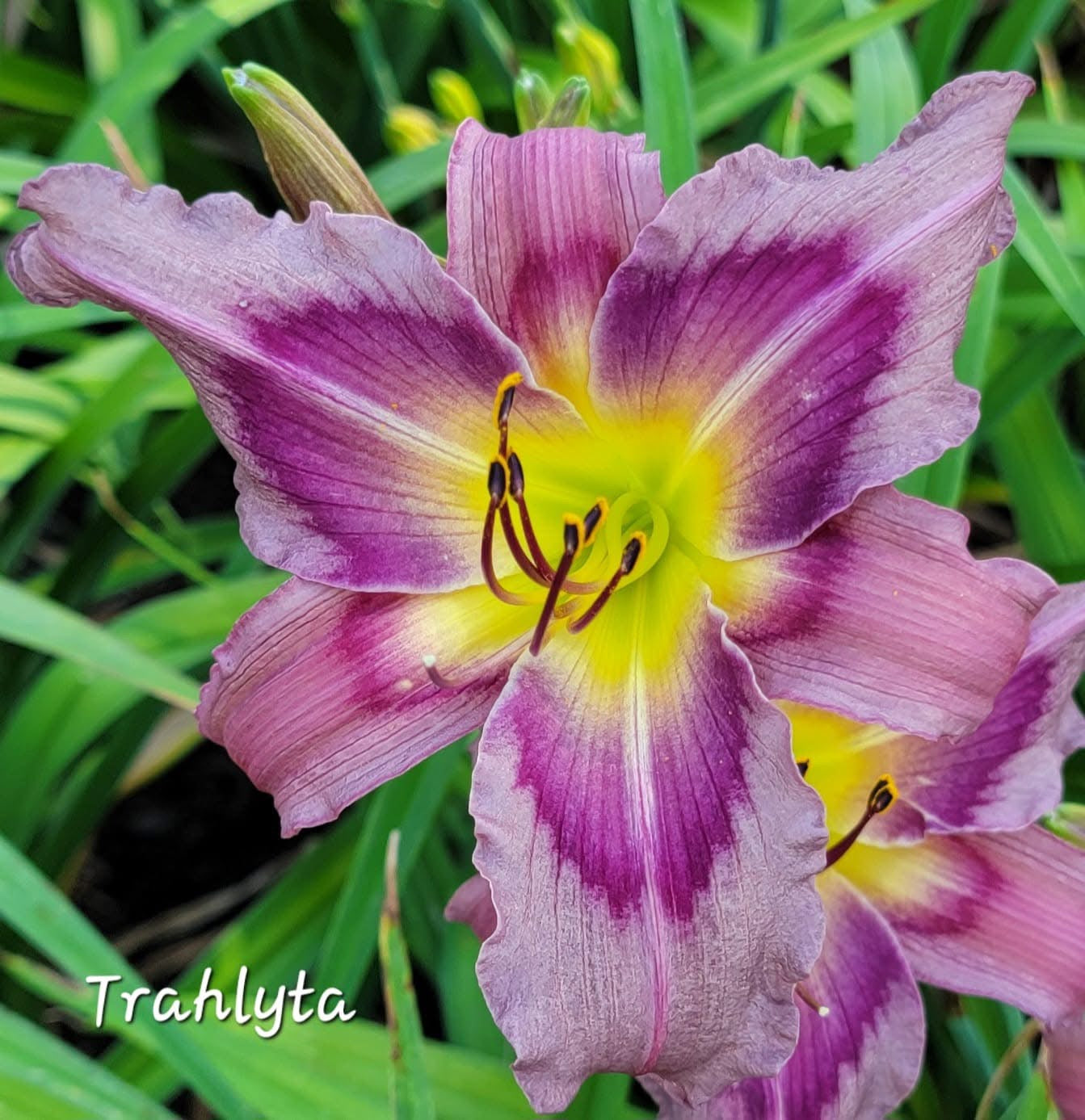 Trahlyta