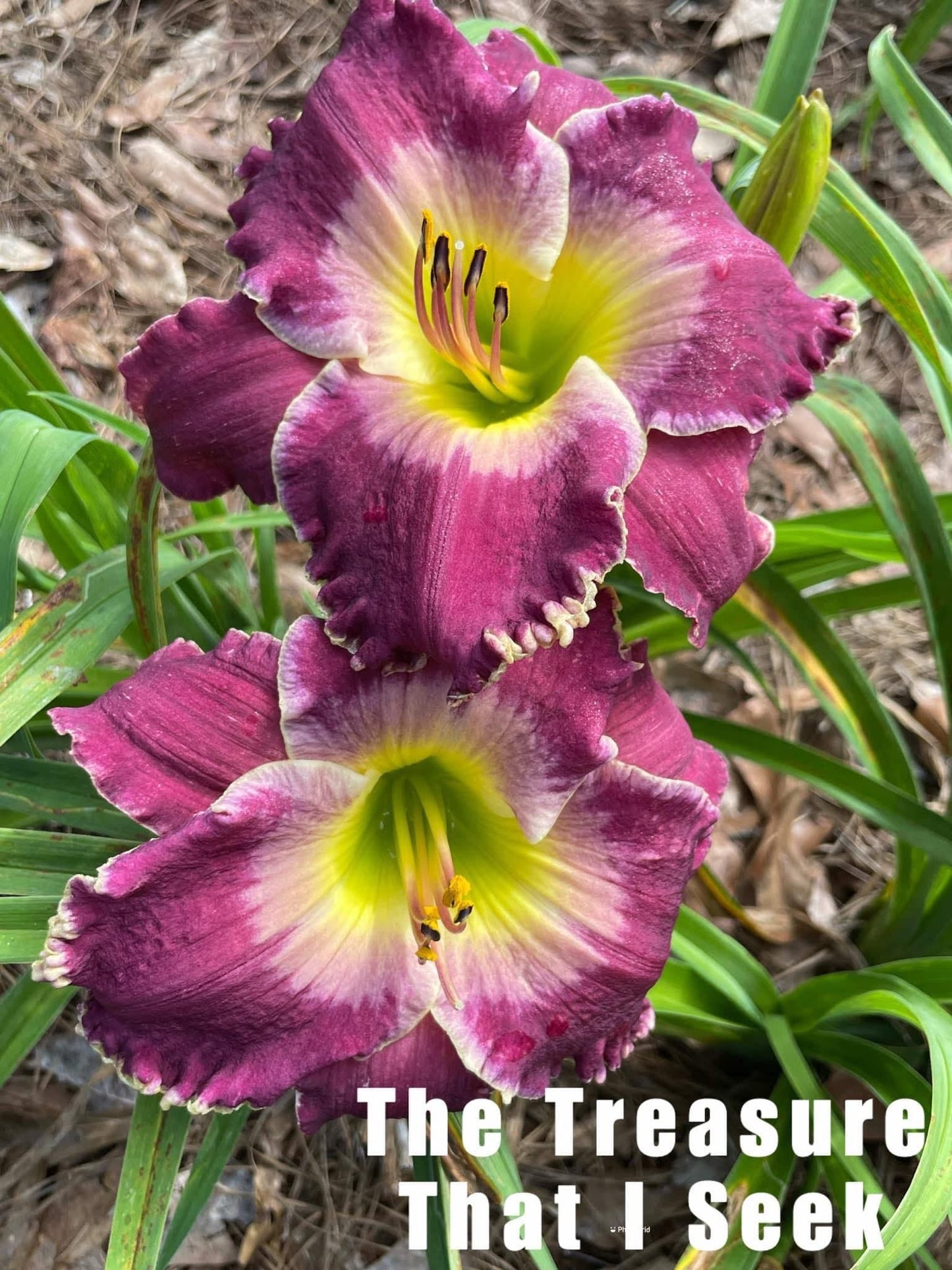 Treasure That I Seek