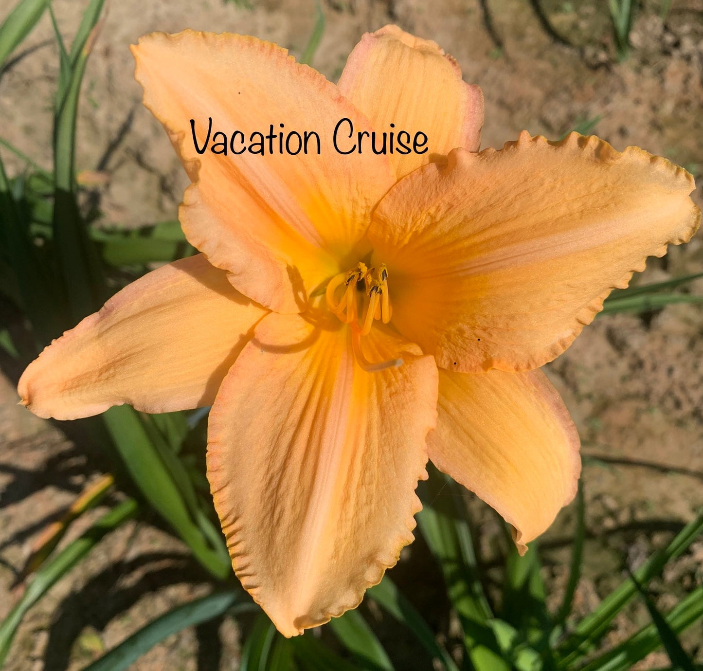 Vacation Cruise