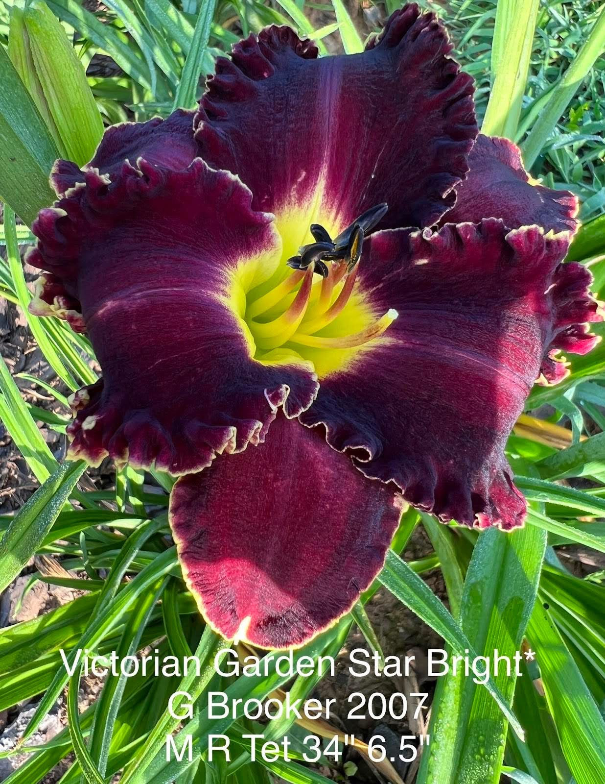 Victorian Garden Star Bright