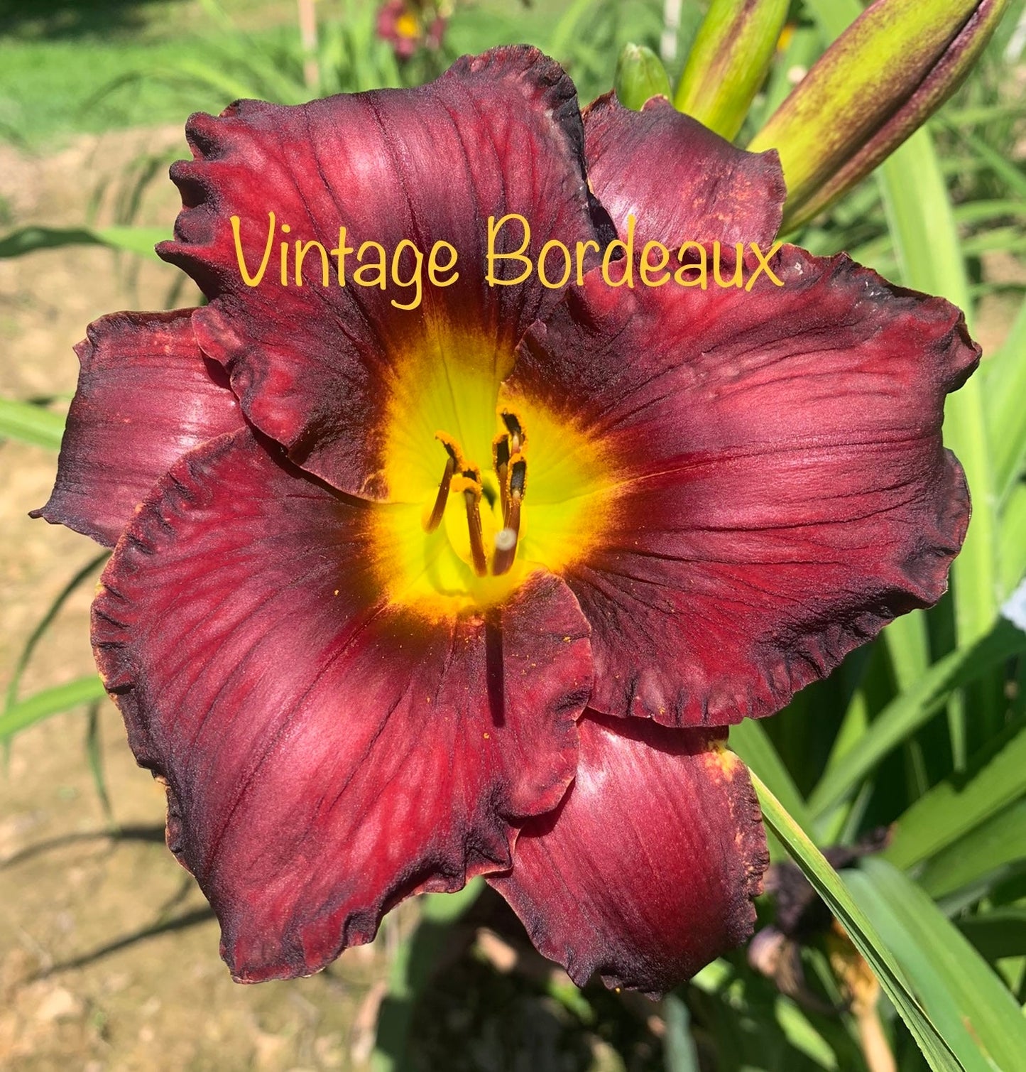 Vintage Bordeaux
