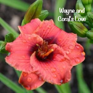 Wayne and Coral's Love