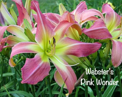 Webster's Pink Wonder