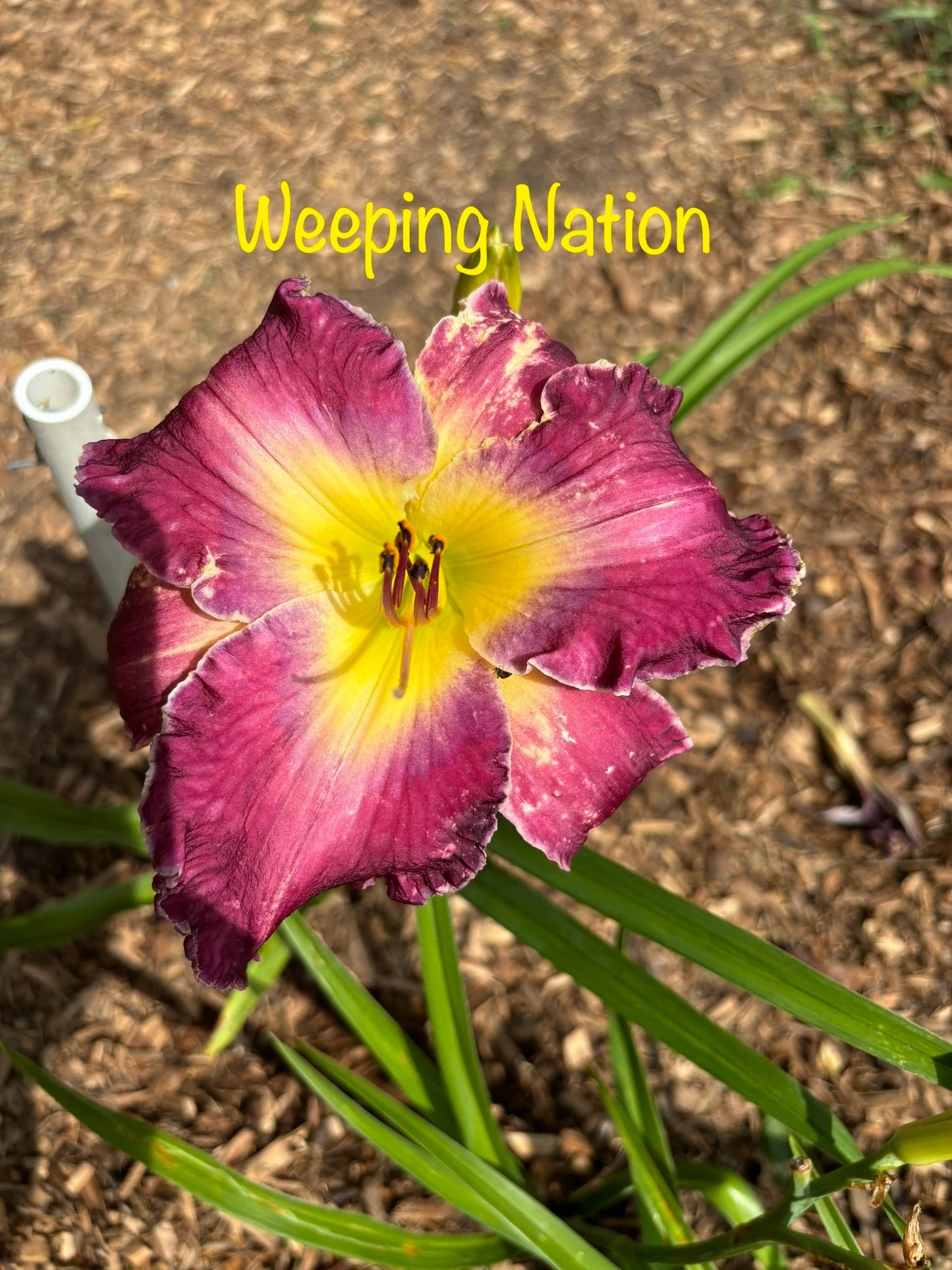 Weeping Nation