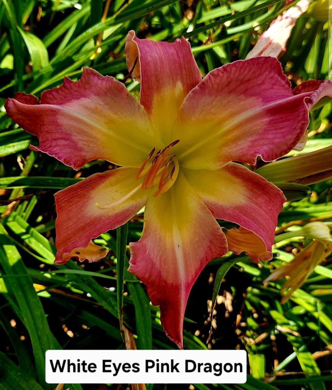 White Eyes Pink Dragon