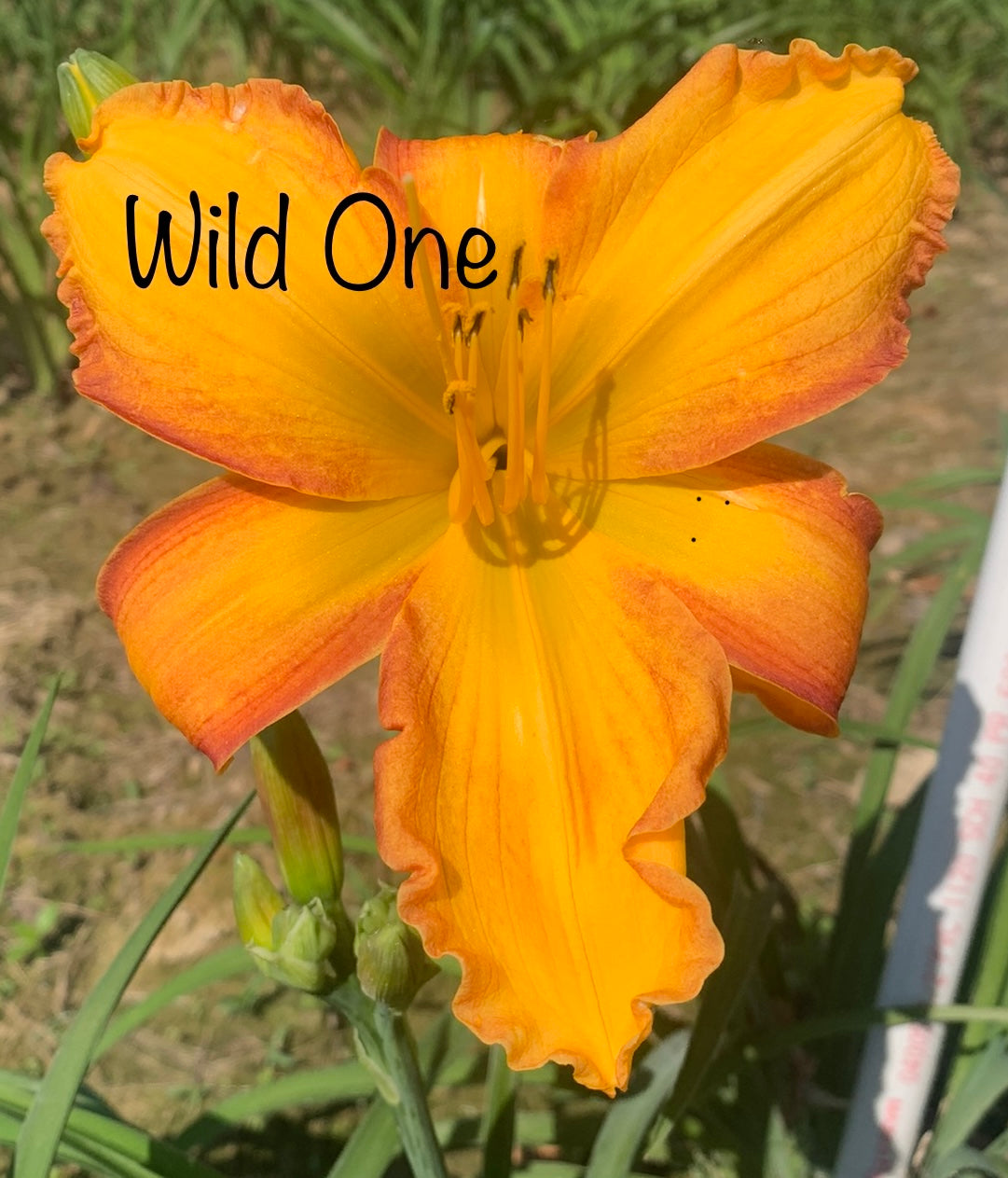Wild One