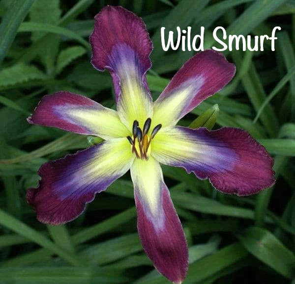 Wild Smurf