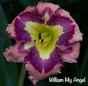 William My Angel
