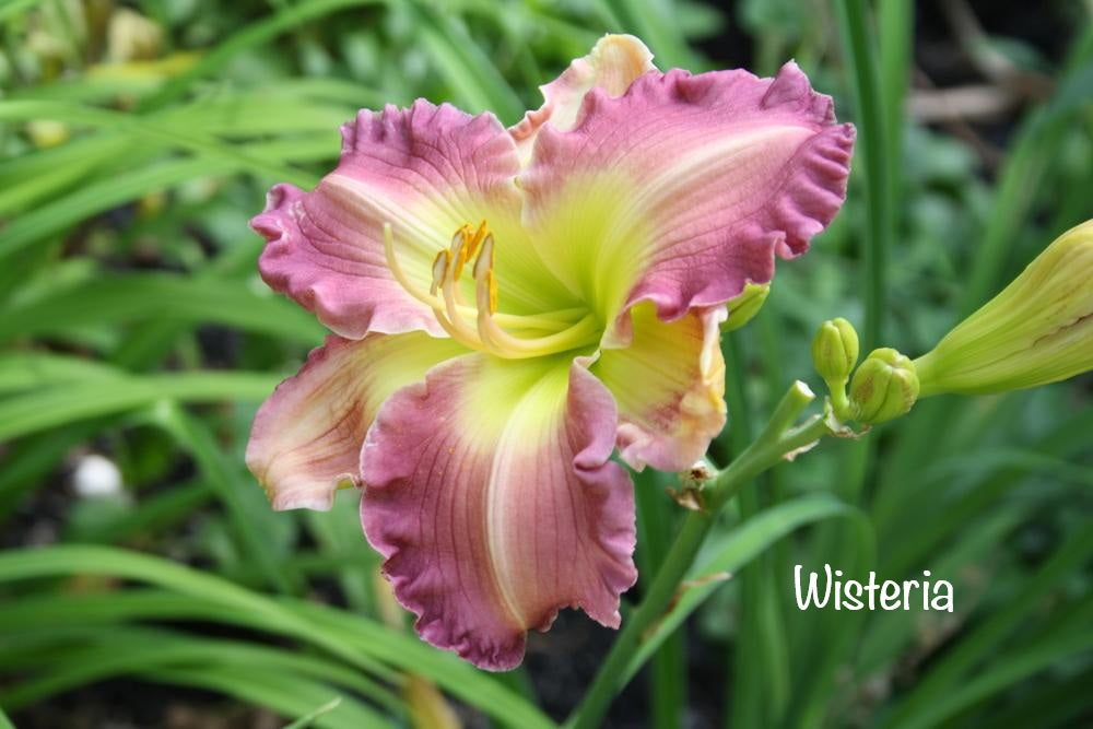 Wisteria