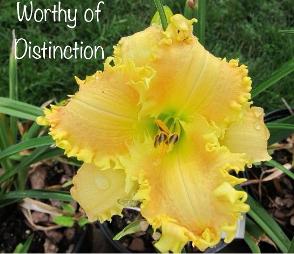 Worthy of Distinction