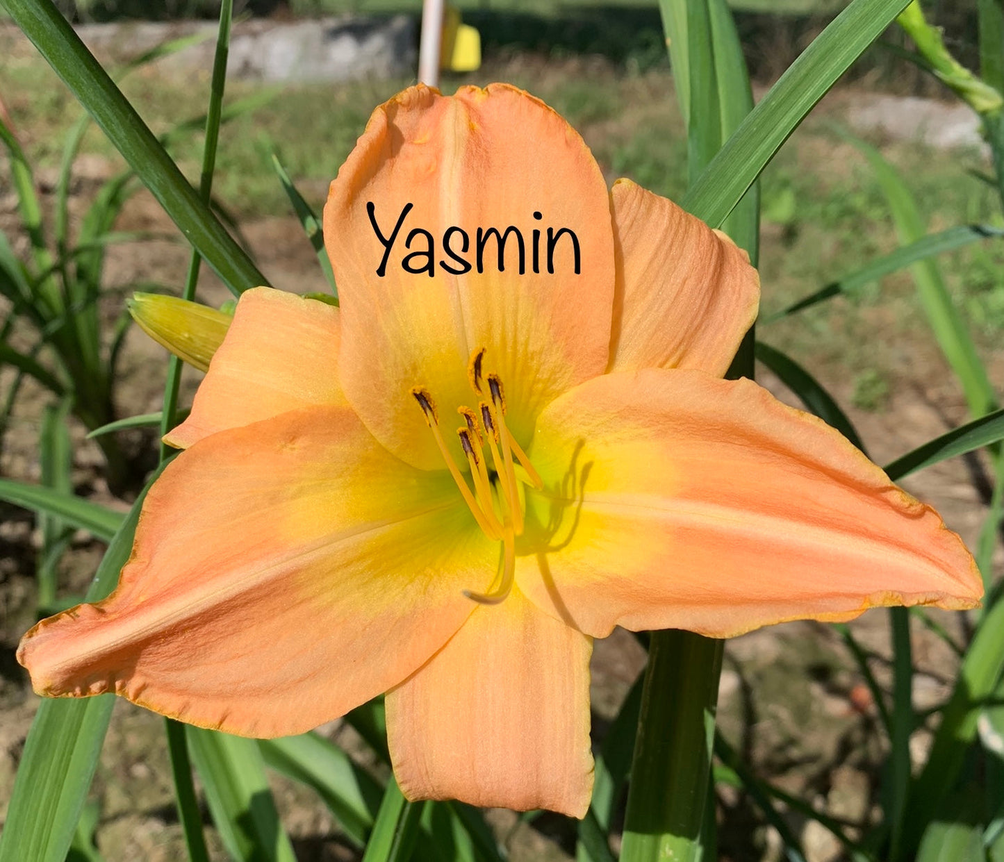 Yasmin