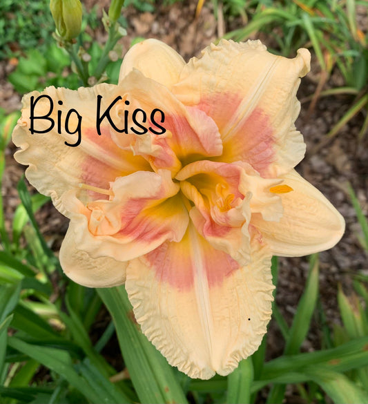 Big Kiss