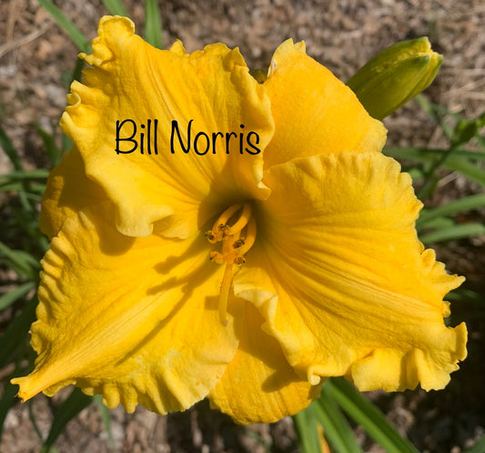 Bill Norris