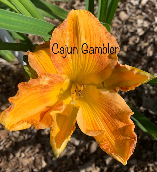 Cajun Gambler