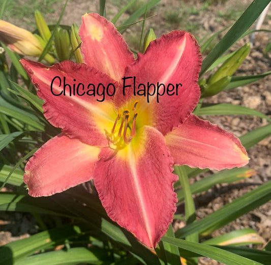 Chicago Flapper