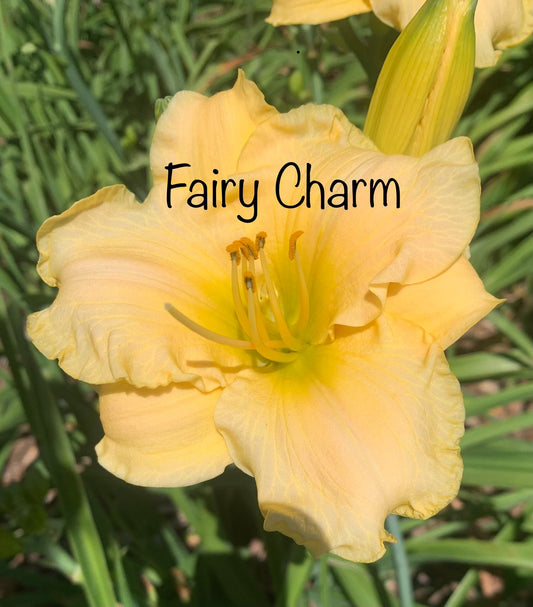 Fairy Charm