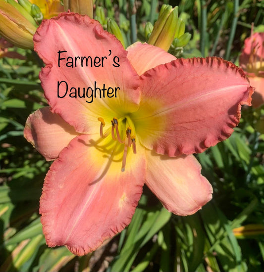 Farmer's Daughter