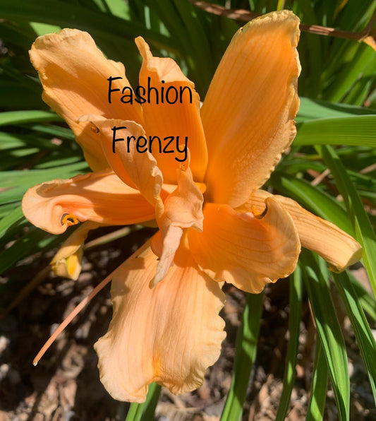 Fashion Frenzy