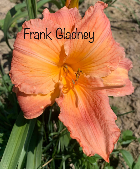 Frank Gladney