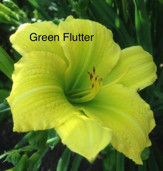 Green Flutter