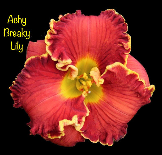 Achy Breaky Lily